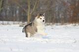 ALASKAN MALAMUTE 300